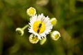 Wasp rider sits on a flower.