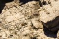 Wasp on a rock basking in the sun Royalty Free Stock Photo