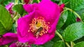 wasp in rosehip wildflower Royalty Free Stock Photo