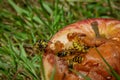 Wasp on rotten apple in green grass in summer hot day Royalty Free Stock Photo