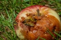 Wasp on rotten apple in green grass in summer hot day Royalty Free Stock Photo