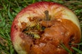 Wasp on rotten apple in green grass in summer hot day Royalty Free Stock Photo