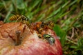 Wasp on rotten apple in green grass in summer hot day Royalty Free Stock Photo