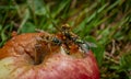 Wasp on rotten apple in green grass in summer hot day Royalty Free Stock Photo