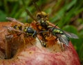 Wasp on rotten apple in green grass in summer hot day Royalty Free Stock Photo