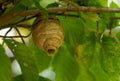 Wasp`s nest build in a tree Royalty Free Stock Photo