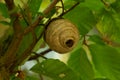 Wasp`s nest build in a tree Royalty Free Stock Photo
