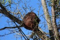 Wasp`s nest, huge in a tree. Royalty Free Stock Photo