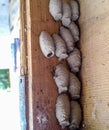 The wasp`s nest is a . Linen cocoons for larvae