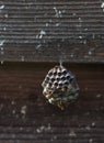 Wasp`s nest on the wooden wall Royalty Free Stock Photo