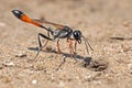 Wasp on sand