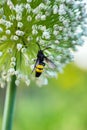 The wasp sat down on a beautiful lush white flower on a high green stalk Royalty Free Stock Photo