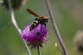 Wasp (Scolia maculata)