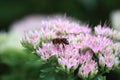 Wasp on sedum Royalty Free Stock Photo