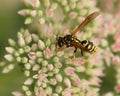 Wasp on Sedum in Fall, Closeup Royalty Free Stock Photo