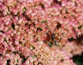 Wasp on Sedum Flower Royalty Free Stock Photo