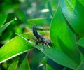 A wasp showing its sting