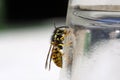 Wasp on the side of a glass