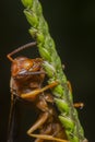 Wasp on a single blade of grass Royalty Free Stock Photo