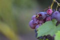 A wasp sits on a bunch of grapes on a summer day and eats a berry. Royalty Free Stock Photo