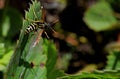 a wasp sits on a diseased strawberry leaf close-up brown brown spots on a green leaf. Gardening. Garden Pest Control Royalty Free Stock Photo