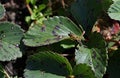 a wasp sits on a diseased strawberry leaf close-up brown brown spots on a green leaf. Gardening. Garden Pest Control Royalty Free Stock Photo