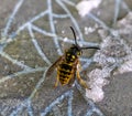 The wasp sits and eats the closeup nutrient mixture. Royalty Free Stock Photo