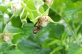 Wasp sits on raspberry Royalty Free Stock Photo