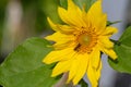A wasp sits on a sunflower Royalty Free Stock Photo
