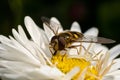 Wasp sits on a white flower and collects pollen, macro Royalty Free Stock Photo