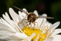Wasp sits on a white flower and collects pollen, macro Royalty Free Stock Photo