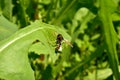 The wasp sits on a wide green leaf Royalty Free Stock Photo
