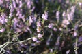 A wasp sitting on the purple heaths Royalty Free Stock Photo