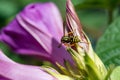 Wasp sitting on a blue morning glory