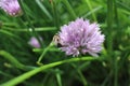 Wasp sitting on a flower in the summer garden insect bee collects nectar Royalty Free Stock Photo