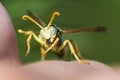 Wasp sitting on a human hand