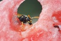 Wasp sitting on a piece of watermelon and eats Royalty Free Stock Photo
