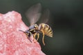 Wasp sitting on a piece of watermelon and eats Royalty Free Stock Photo