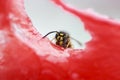 Wasp sitting on a piece of watermelon and eats Royalty Free Stock Photo
