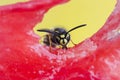Wasp sitting on a piece of watermelon and eats Royalty Free Stock Photo