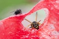Wasp sitting on a piece of watermelon and eats Royalty Free Stock Photo