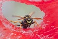Wasp sitting on a piece of watermelon and eats Royalty Free Stock Photo
