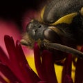 Wasp sitting on a red flower close-up photo Royalty Free Stock Photo