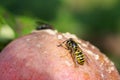 Wasp sitting on rotten apple Royalty Free Stock Photo