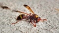 Wasp sitting on a white wall