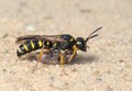 Wasp Sphex Royalty Free Stock Photo