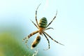 Wasp Spider