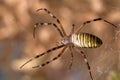 Wasp spider