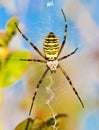 Wasp spider