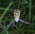 Wasp spider